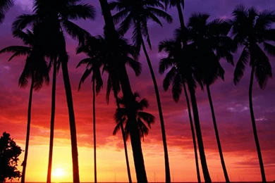 Island Beach Palm Tree Wallpaper.