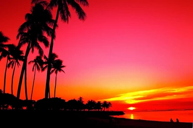 Amaizing Palm Tree Sunset 1572x1118px