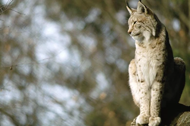 223 Lynx HD Wallpapers