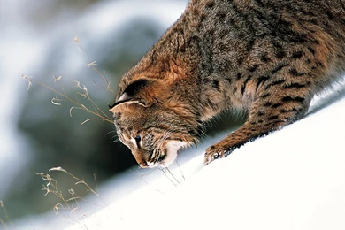 Canadian Lynx Snow Desktop Wallpaper.png