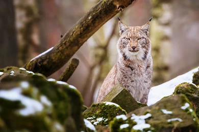 Big Cats Lynx Wallpapers