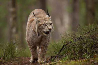 Top Lynx Food Source Images For Pinterest