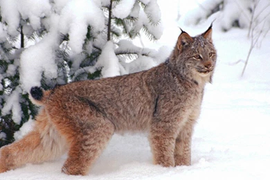 Lynx Wallpapers And Backgrounds Animals Town