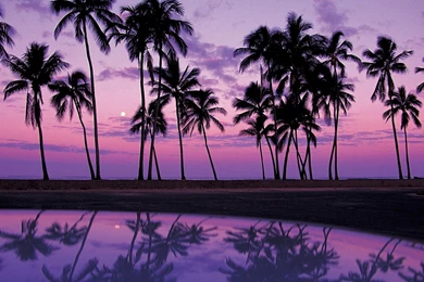HDscreen: Water Sunset Trees Palm Trees Reflections Oahu Desktop ...