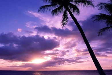 Palm Tree At Sunset iPad Wallpapers