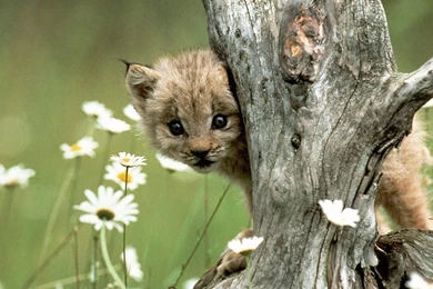 Lynx Wallpapers 3   HD Wallpaper Backgrounds