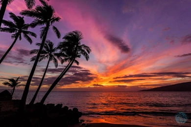 Palm Trees Sunset Wallpapers HD Free Download