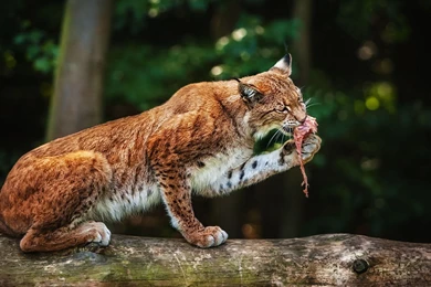 223 Lynx HD Wallpapers