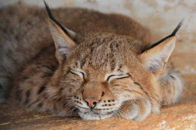 223 Lynx HD Wallpapers