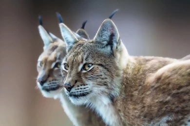 Lynx Wallpapers