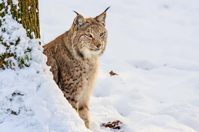 Lynx Computer Wallpapers, Desktop Backgrounds
