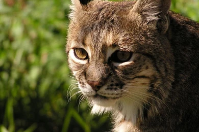 223 Lynx HD Wallpapers