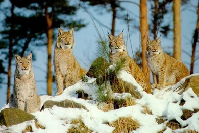 Wild_lynx_wallpaper 1024x768.jpg