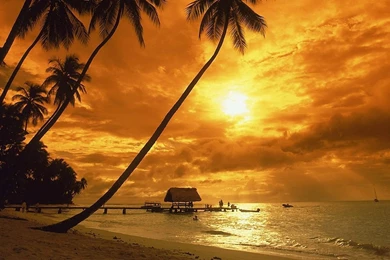 Top Palm Tree Sunset Landscape Images For Pinterest