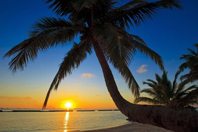 Sunrise Beach Palm Tree   Wallpaper.