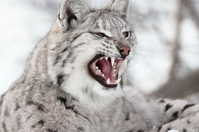 New iPad Air, 4, 3, iPad Mini Retina Lynx Wallpapers HD, Desktop ...