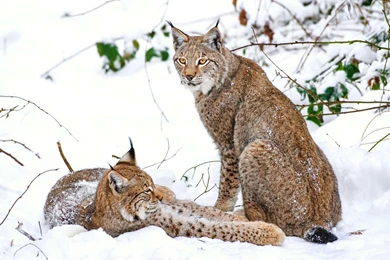 Lynx Wallpapers >> Backgrounds With Quality HD