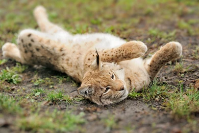 Lynx Computer Wallpapers, Desktop Backgrounds