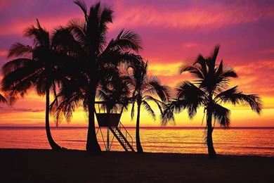 Wallpapers Tropics, Beach, Sunset, Oahu, Evening, Palm, Hawaii ...