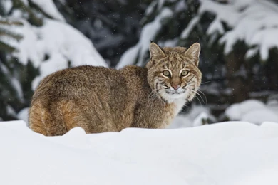 223 Lynx HD Wallpapers