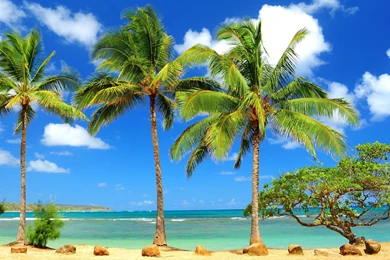 Palm Tree Wallpapers High Quality