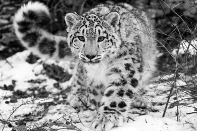 Baby Snow Lynx   Wallpaper.