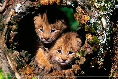 Lynx Wallpapers >> Backgrounds With Quality HD