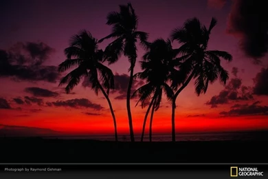 Captiva Island, Florida, Sunset And Palm Trees, Photo Of The Day ...