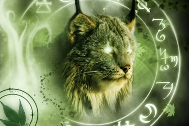 Wallpapers Big Cats Lynx Animals Image