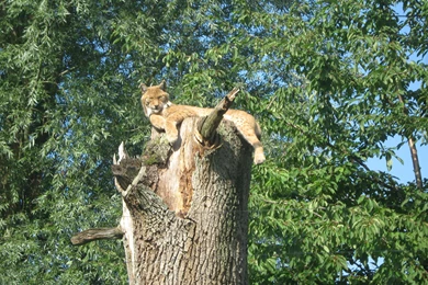 Lynx Wallpapers By Tomoffell On DeviantArt