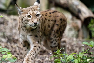 223 Lynx HD Wallpapers