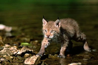 Nature Cats Wildlife Lynx Wallpapers