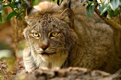 Lynx Computer Wallpapers, Desktop Backgrounds