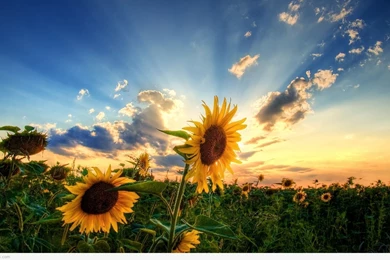 Full Hd Wallpapers Nature   HD Wallpapers And Pictures