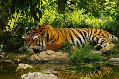 1920x1080 Tiger In Bush Wallpapers