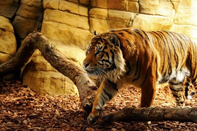 1920x1080 Tiger In Captivity Desktop PC And Mac Wallpapers