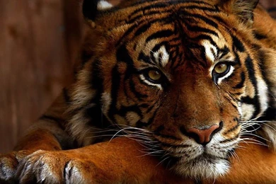 Tiger Wallpapers Animal Wallpapers