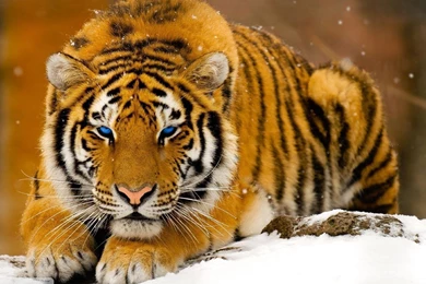 Tiger In Snow HD Wallpapers