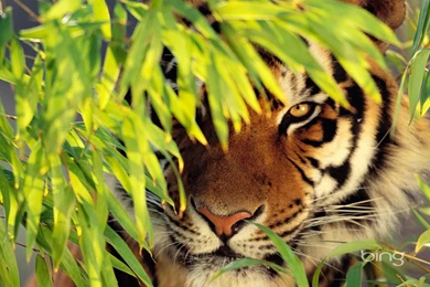 Top Bengal Tiger 1920x1080 Wallpaperstiger Images For Pinterest