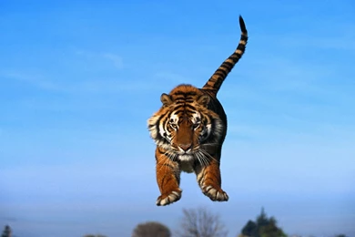 Top Shadow Tiger 1920x1080 Full Images For Pinterest