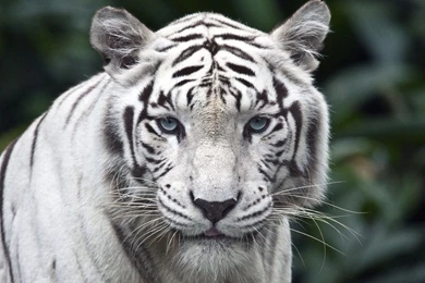 1920x1080 White Tiger Desktop PC And Mac Wallpapers