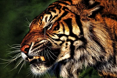 Angry Tiger Wallpapers