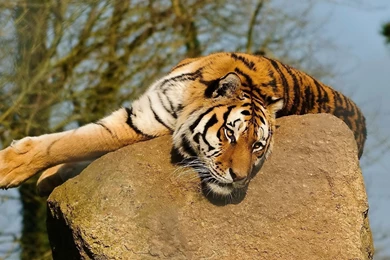 1920x1080 Tiger On Rock Wallpapers