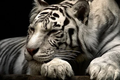 HDscreen: White Tiger Marvel Cat Desktop Bakcgrounds