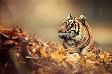 1059 Tiger HD Wallpapers