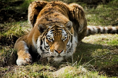 YouWall   Splendid Tiger Wallpapers   Wallpaper,wallpapers,free ...