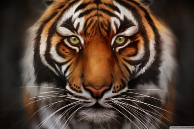 Save The Tiger wallpaper 1920x1080 Wallpapers