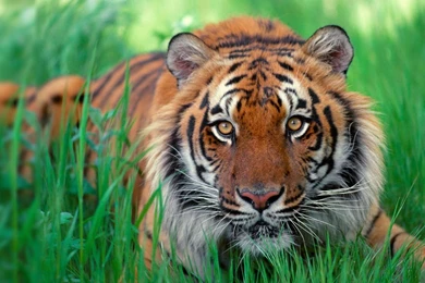 Sumatran Tiger Wallpapers 248588