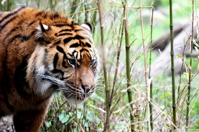 Download Tiger Lilly Wallpapers 1920x1080