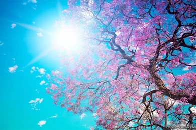 Spring Nature Wallpapers   Crazy Frankenstein